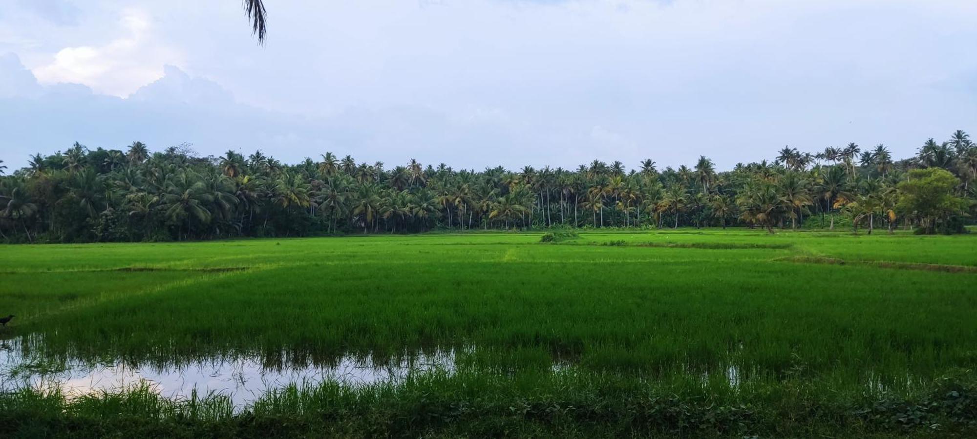 Paddy Farm Beach Resort Odayam Varkala Zewnętrze zdjęcie