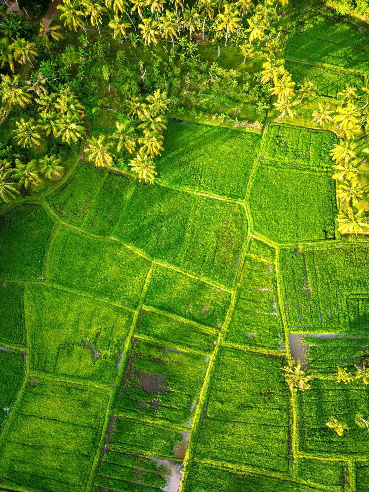 Paddy Farm Beach Resort Odayam Varkala Zewnętrze zdjęcie